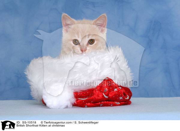 British Shorthair Kitten at christmas / SS-10518
