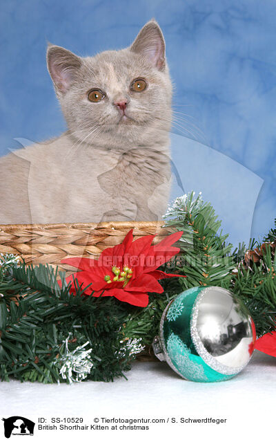 British Shorthair Kitten at christmas / SS-10529