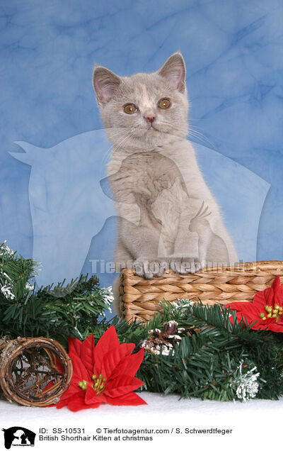 British Shorthair Kitten at christmas / SS-10531