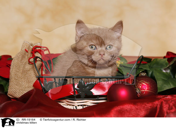 Weihnachtsktzchen / christmas kitten / RR-19164