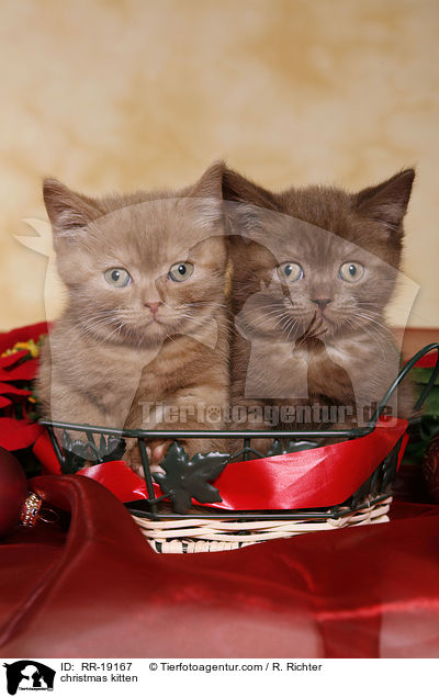 Weihnachtsktzchen / christmas kitten / RR-19167