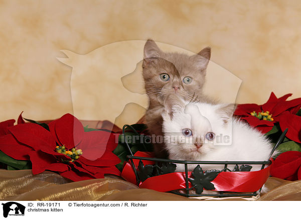 Weihnachtsktzchen / christmas kitten / RR-19171