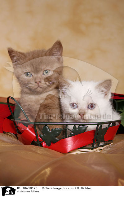 Weihnachtsktzchen / christmas kitten / RR-19173