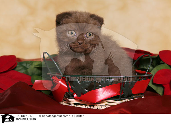 Weihnachtsktzchen / christmas kitten / RR-19179