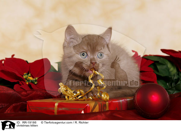Weihnachtsktzchen / christmas kitten / RR-19186
