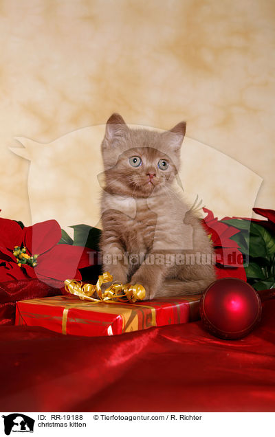 Weihnachtsktzchen / christmas kitten / RR-19188