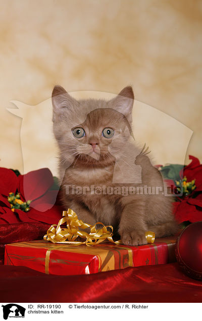 Weihnachtsktzchen / christmas kitten / RR-19190