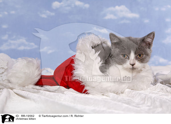 Weihnachtsktzchen / christmas kitten / RR-19562