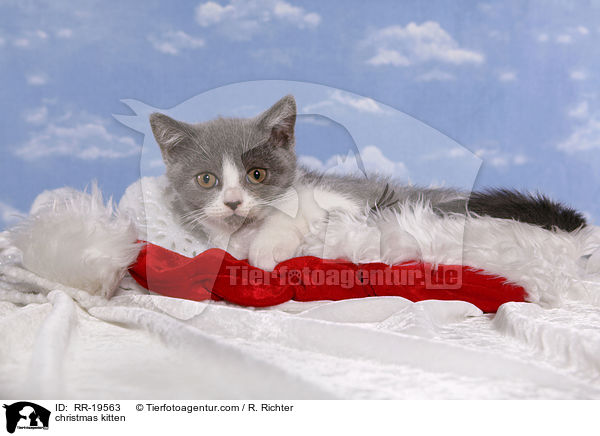 Weihnachtsktzchen / christmas kitten / RR-19563