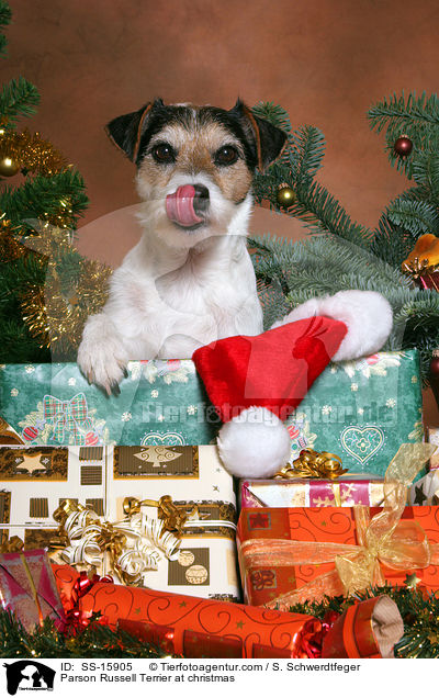 Parson Russell Terrier at christmas / SS-15905