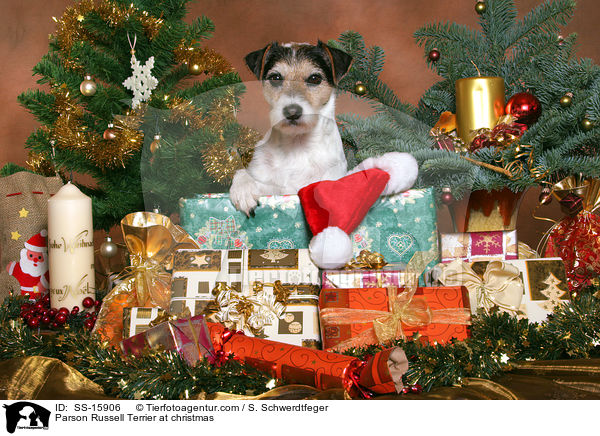 Parson Russell Terrier at christmas / SS-15906