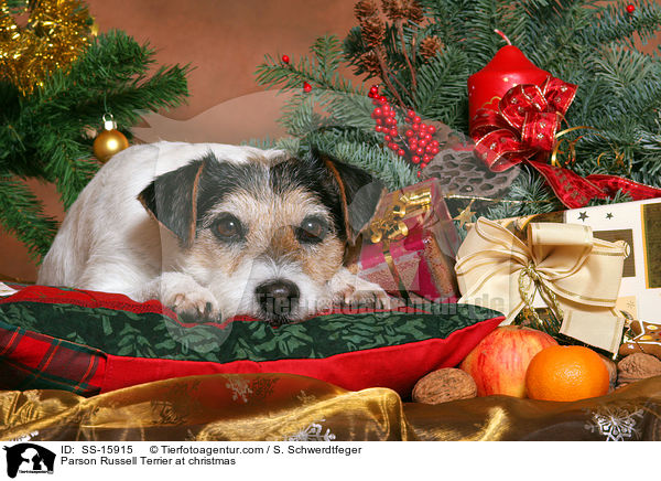 Parson Russell Terrier an Weihnachten / Parson Russell Terrier at christmas / SS-15915