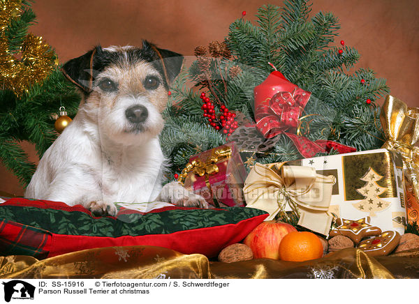 Parson Russell Terrier an Weihnachten / Parson Russell Terrier at christmas / SS-15916