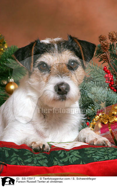 Parson Russell Terrier an Weihnachten / Parson Russell Terrier at christmas / SS-15917