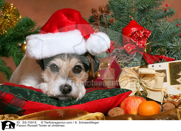 Parson Russell Terrier an Weihnachten / Parson Russell Terrier at christmas / SS-15918