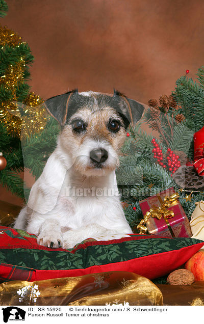 Parson Russell Terrier at christmas / SS-15920