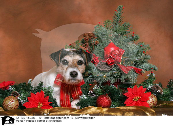 Parson Russell Terrier an Weihnachten / Parson Russell Terrier at christmas / SS-15925
