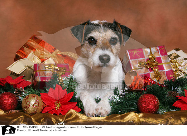 Parson Russell Terrier an Weihnachten / Parson Russell Terrier at christmas / SS-15930
