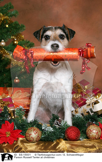 Parson Russell Terrier at christmas / SS-15931