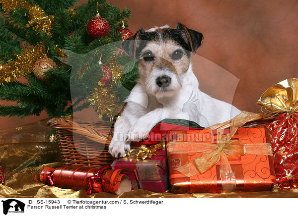 Parson Russell Terrier an Weihnachten / Parson Russell Terrier at christmas / SS-15943