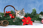 British Shorthair Kitten at christmas