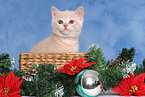 British Shorthair Kitten at christmas