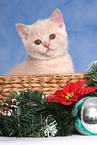 British Shorthair Kitten at christmas