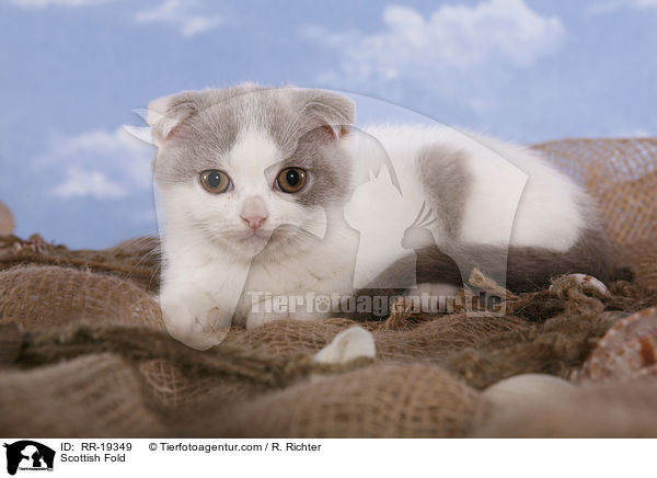 Scottish Fold / RR-19349