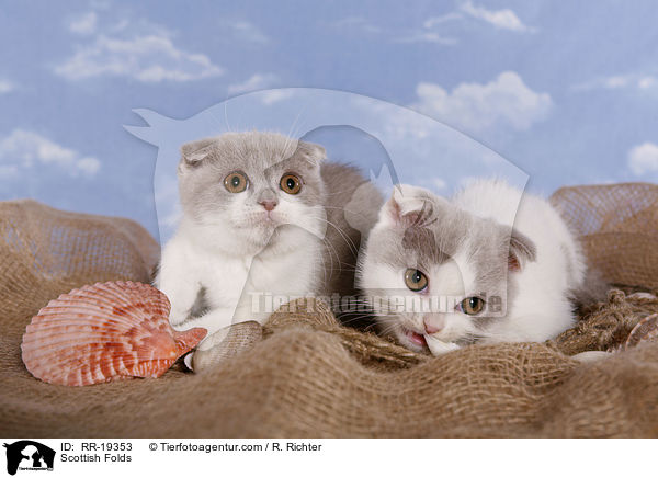Scottish Folds / RR-19353