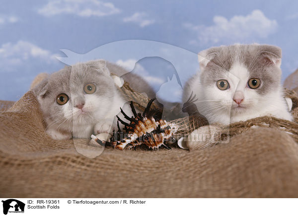 Scottish Folds / RR-19361