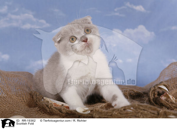 Scottish Fold / RR-19362