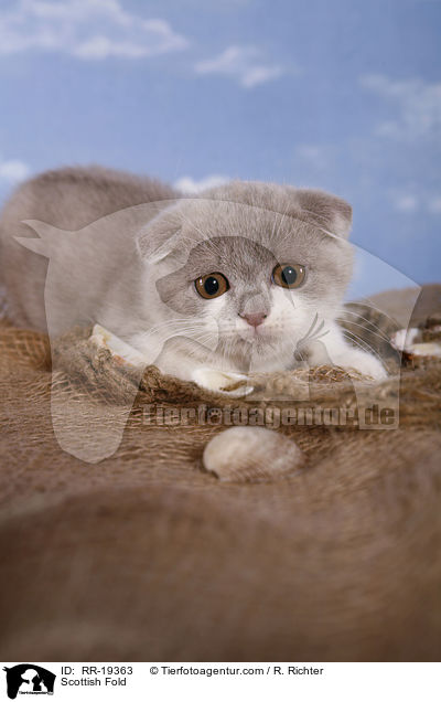 Scottish Fold / RR-19363
