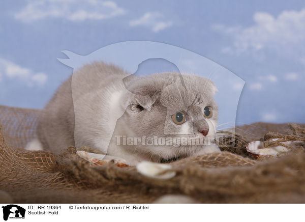 Scottish Fold / RR-19364