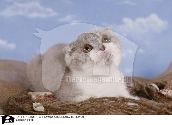 Scottish Fold / RR-19365