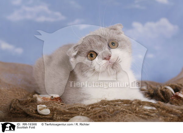 Schottische Faltohrkatze / Scottish Fold / RR-19366