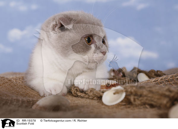 Scottish Fold / RR-19378