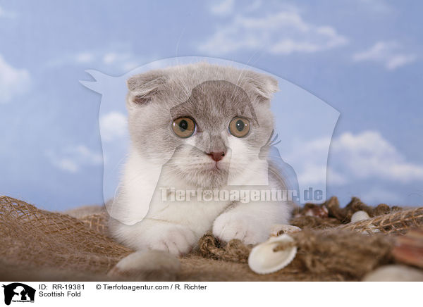Scottish Fold / RR-19381