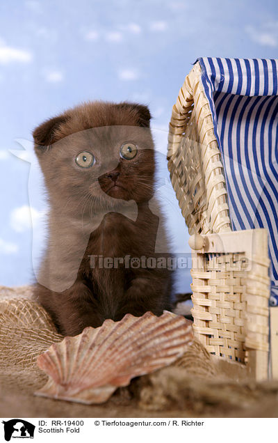 Scottish Fold / RR-19400