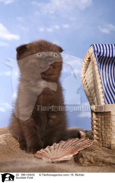 Scottish Fold / RR-19404