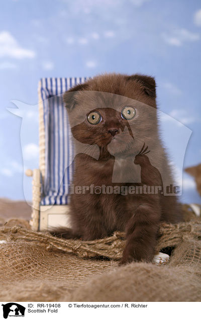 Scottish Fold / RR-19408
