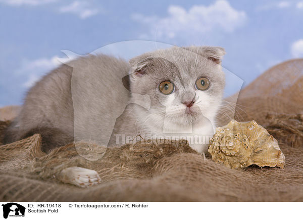 Schottische Faltohrkatze / Scottish Fold / RR-19418