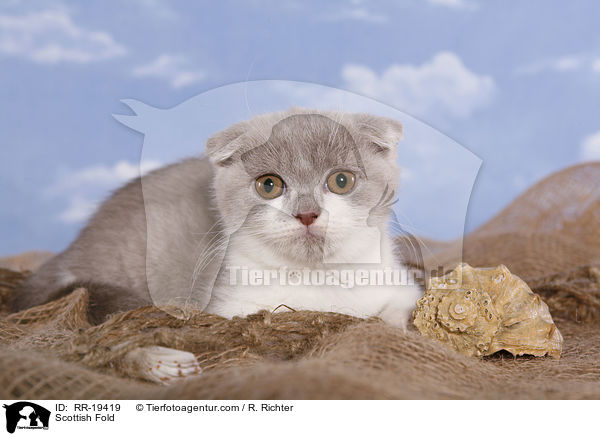 Scottish Fold / RR-19419