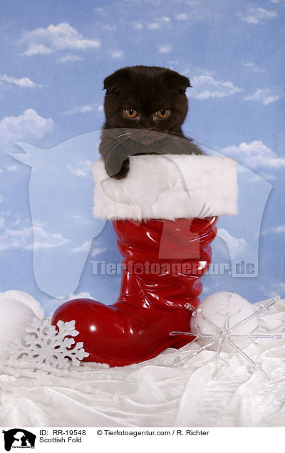 Schottische Faltohrkatze / Scottish Fold / RR-19548