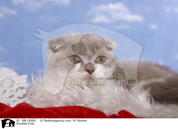 Schottische Faltohrkatze / Scottish Fold / RR-19565