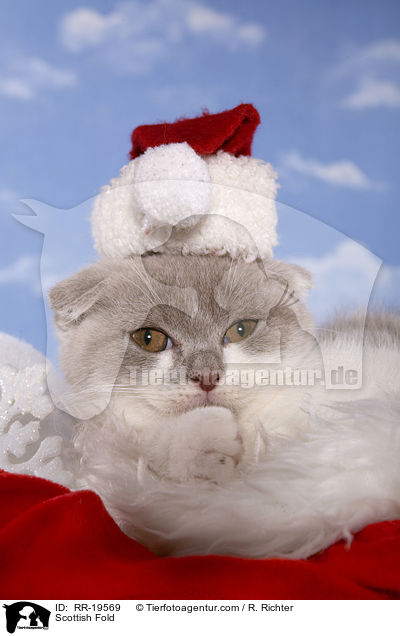 Schottische Faltohrkatze / Scottish Fold / RR-19569