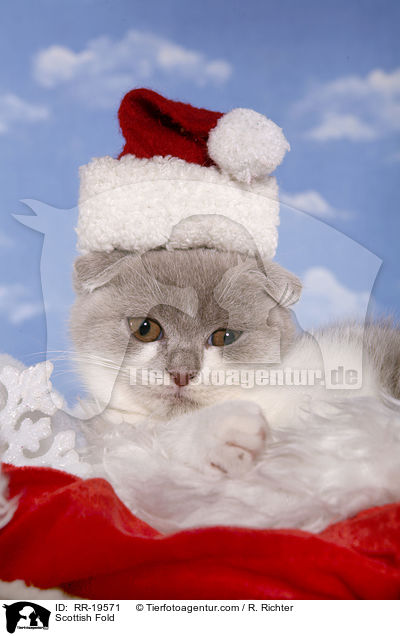 Schottische Faltohrkatze / Scottish Fold / RR-19571