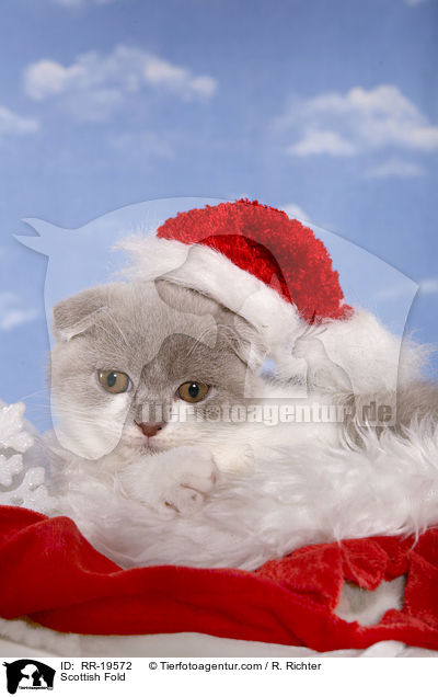 Scottish Fold / RR-19572