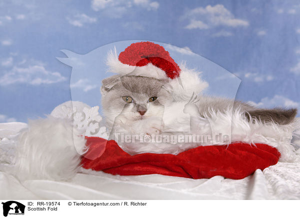 Schottische Faltohrkatze / Scottish Fold / RR-19574