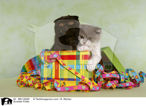Schottische Faltohrkatzen / Scottish Folds / RR-19589
