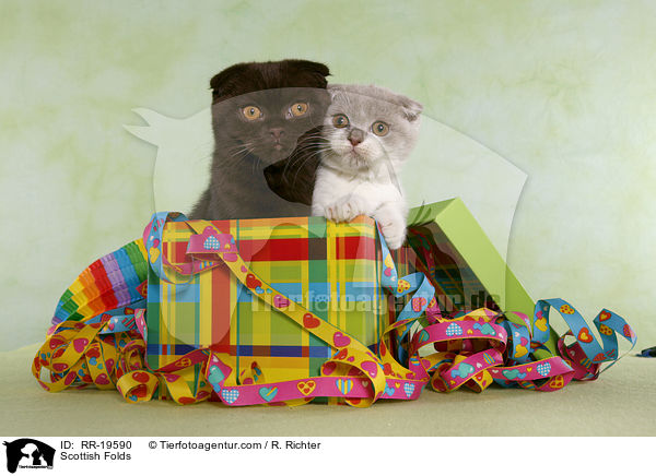 Schottische Faltohrkatzen / Scottish Folds / RR-19590
